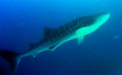 whaleshark.jpg