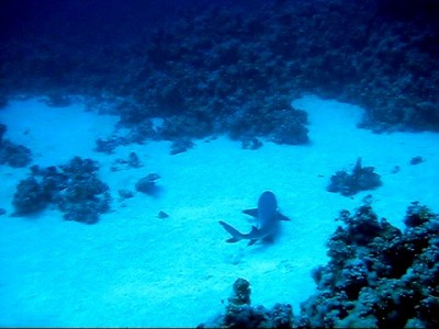 25.01.09. Reef Shark El-Fanar.jpg