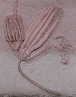 crinoid2-lg.jpg