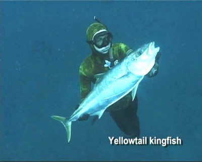 yellowtail_kingfish.jpg