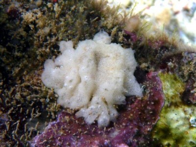 Clathrina coriacea (2).jpg