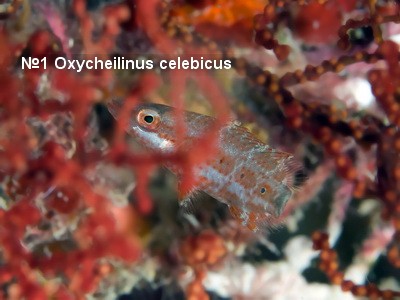 Oxycheilinus_celebicus_01.jpg