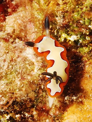 chromodoris-fidelis-red-sea.jpg