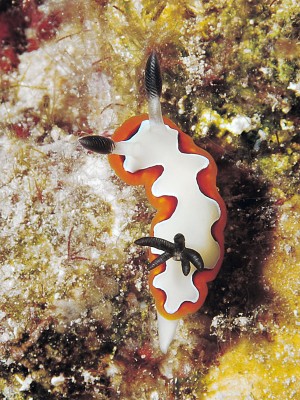 Chromodoris-fidelis.jpg