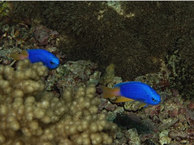 blue-fish-1088s.JPG