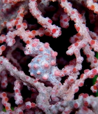 Pygmi seahorse.jpg