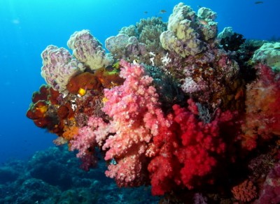 Soft coralls.jpg