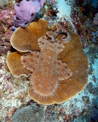 Wobbegong shark.jpg