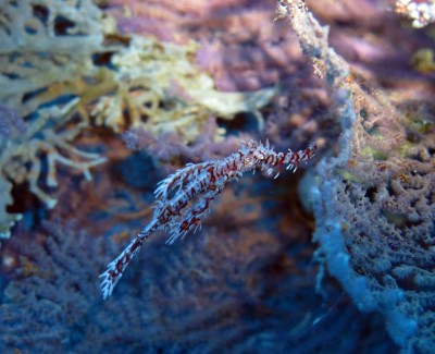 pipefish.jpg