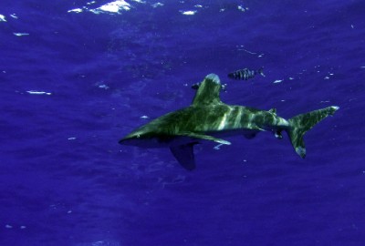 акула-каракула4.jpg