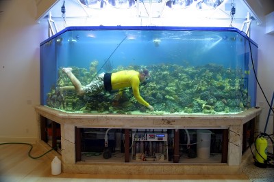 Diver in aquarium.jpg