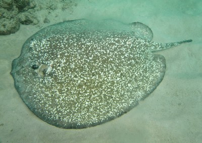 Urogymnus asperrimus (Farasan Archipelago, Saudi Arabia) S.V. Bogorodsky.jpg