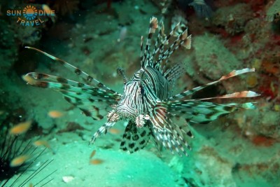 Крылатка на анемон рифе.JPG