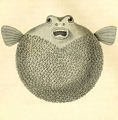Rozdymka Sphéroïde tuberculé (La Cépède 1819).jpg