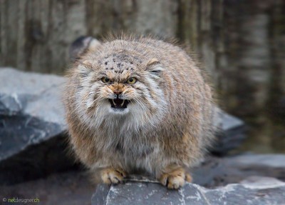 cat_manul_13.jpg