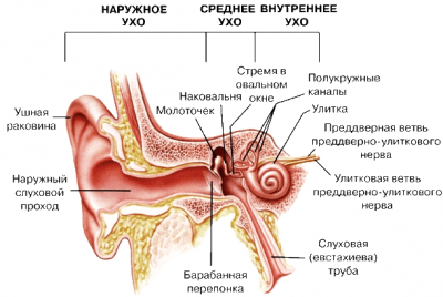 Слуховой аппарат.png