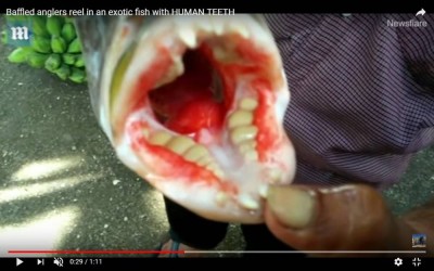 Рисунок рыба с чел зуб.jpg