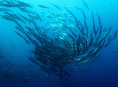 funchal - barracudas.jpg