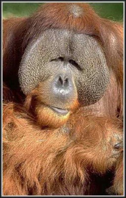 orangutan-2.jpg