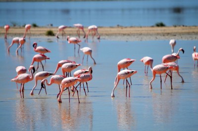 flamingos-2037497_1280 (1).jpg