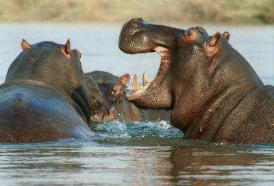 hippopotamus-95472_1280 (1).jpg
