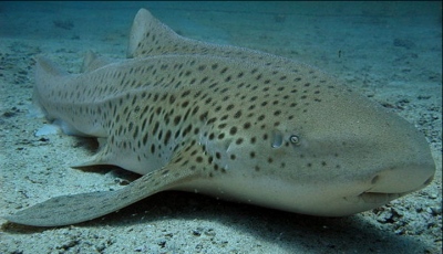 Leopard-sharkk.png