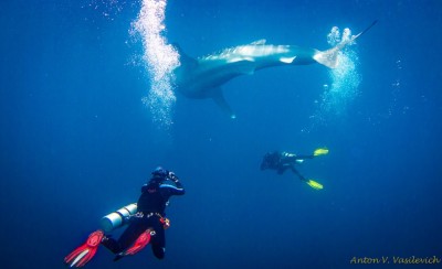 1- WhaleShark.jpg