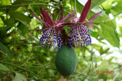Плод пассифлоры амбигуа с цветами.jpg