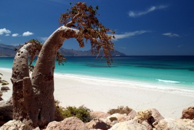 socotra.jpg