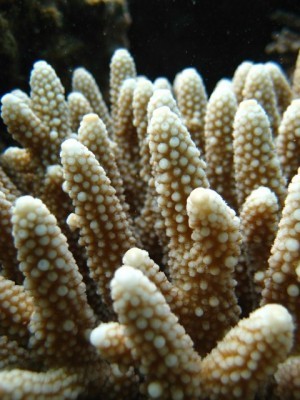 Acropora_IGOR_KOT.jpg