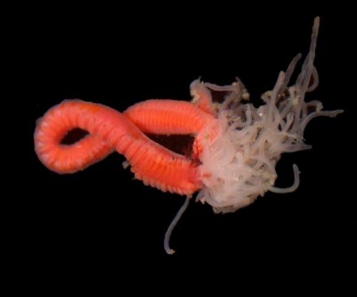 Amphitrite ornata.jpg
