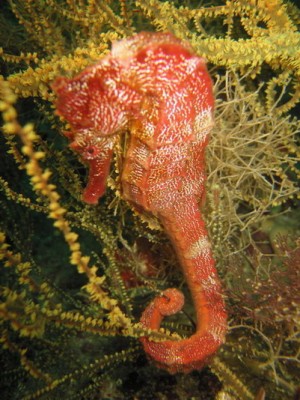SeaHorse.jpg