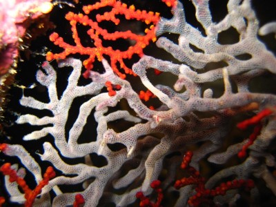 IMG_2526--.JPG