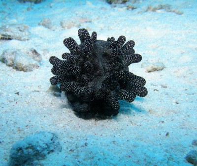 PB2010372.jpg