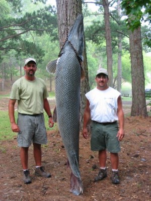 wholefish.jpg