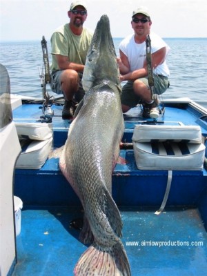 fishandbows.jpg