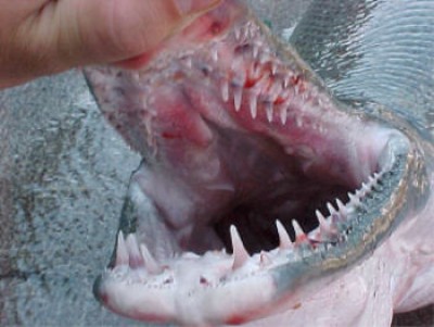 mouthone.jpg