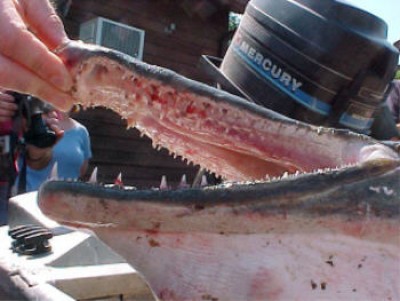mouthtwo.jpg