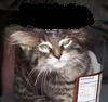 catbanka.jpg