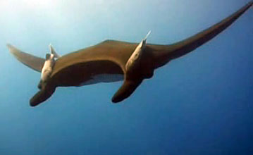 Manta.jpg