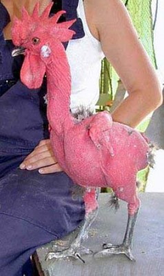 redcook.jpg