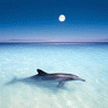 6cdb67bdea92fddb738c4e4020756bca.gif