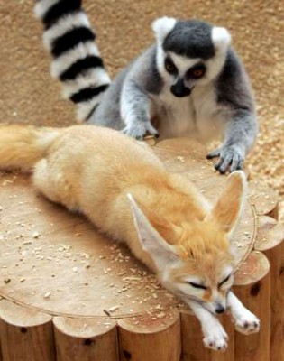 Preved fox.jpg