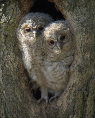 gr_owl.jpg
