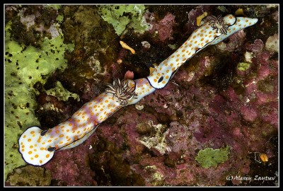 Nudi branch.jpg