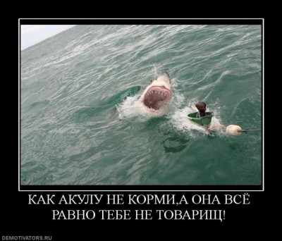 shark.jpg