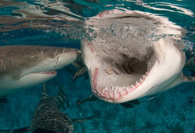 Лимонная рифовая акула с открытой пастью. Острые зубки...jpg