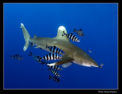 Shark.jpg