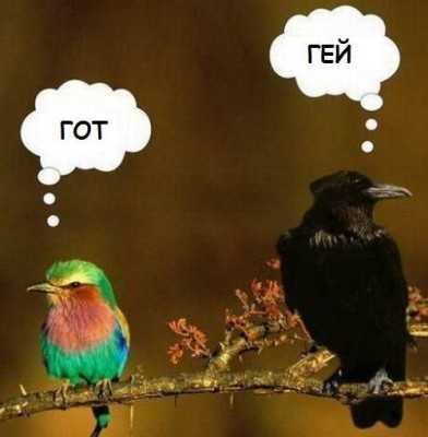 birdZ.jpg