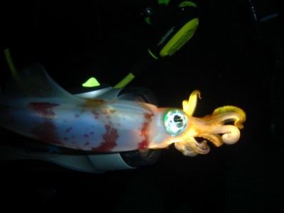 DSC03.jpg